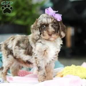 Bailey, Mini Goldendoodle Puppy